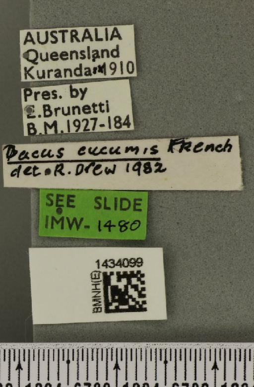 Bactrocera (Austrodacus) cucumis (French, 1907) - BMNHE_1434099_label_28390