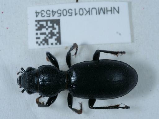 Broscus cephalotes (Linnaeus, 1758) - 015054534_1