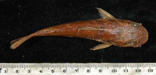 Chrysichthys punctatus Boulenger, 1899 - 1899.11.27.25-26a; Chrysichthys punctatus; dorsal view; ACSI Project image