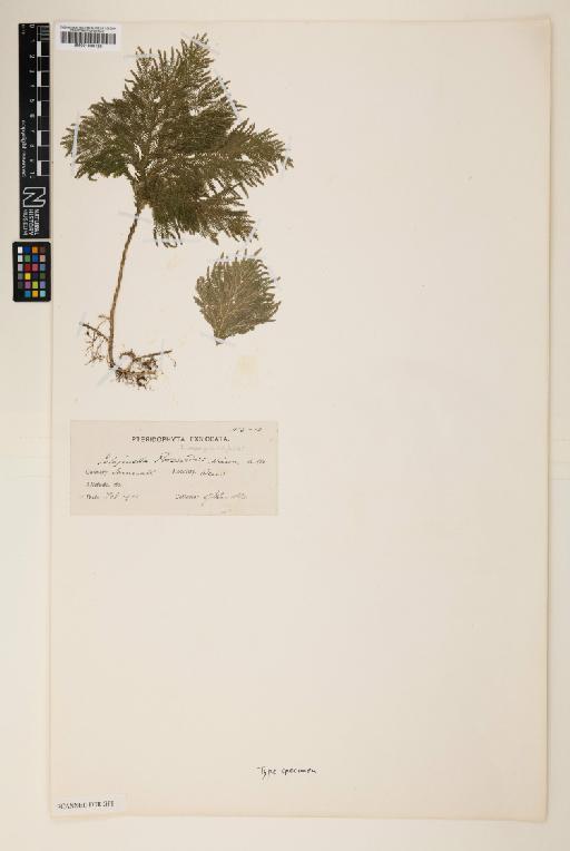 Selaginella posewitzii Hieron. - 001038128