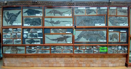 Ichthyosaurus De la Beche & Conybeare, 1821 - Location in Fossil Way: NHMUK PV OR 36257