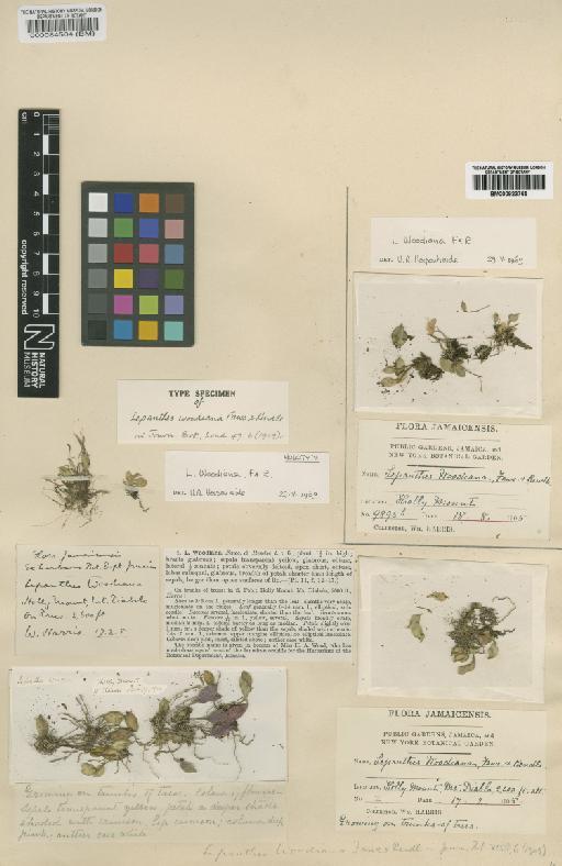 Lepanthes woodiana Fawc. & Rendle - BM000084504