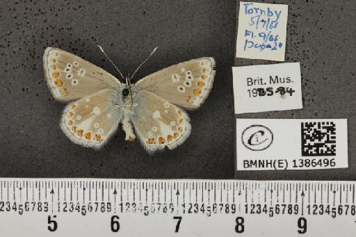 Aricia agestis x artaxerxes - BMNHE_1386496_184989