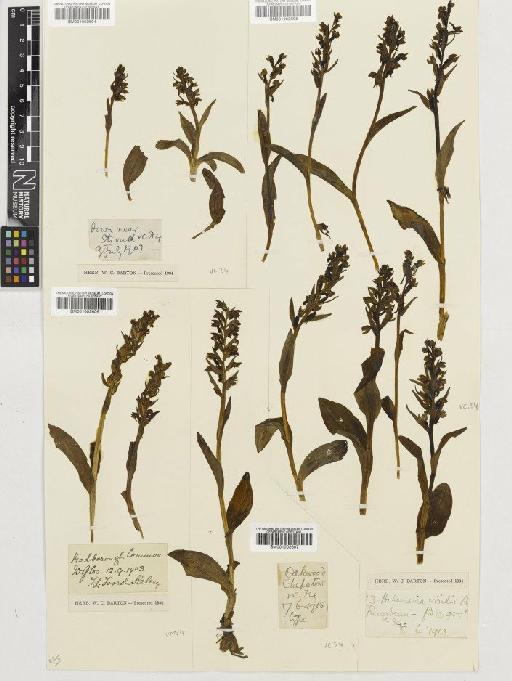 Coeloglossum viride (L.) Hartm. - BM001002604