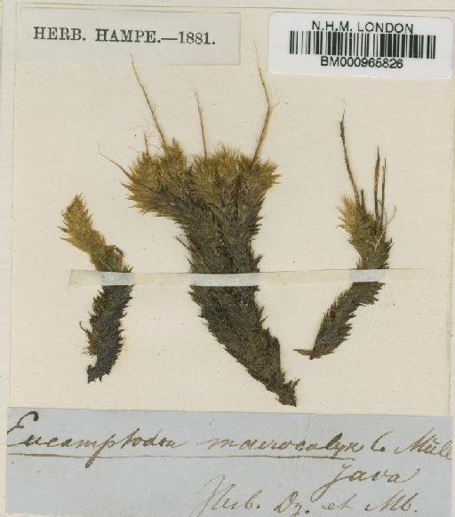 Braunfelsia enervis (Dozy & Molk.) Paris - BM000965826