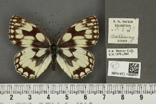 Melanargia galathea serena Verity, 1913 - BMNHE_1069867_35760