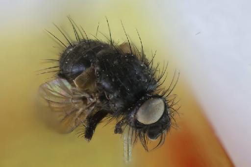 Coracomyia crassicornis Aldrich, 1934 - Coracomyia crassicornis HT head