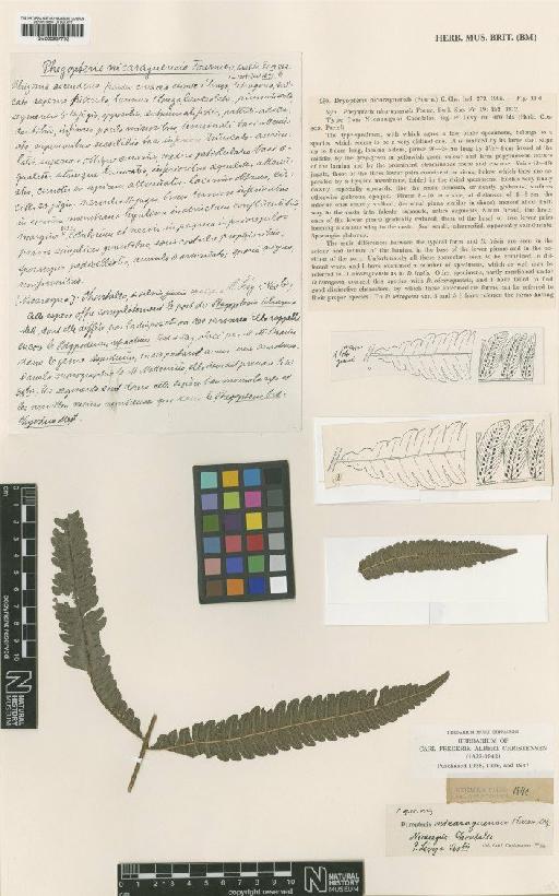 Goniopteris nicaraguensis (E.Fourn.) Salino & T.E.Almeida - BM000937752