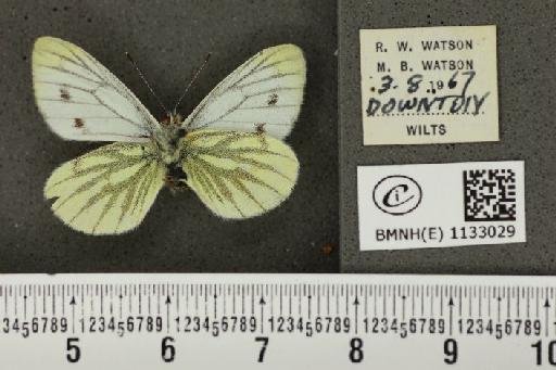Pieris napi sabellicae ab. minor Agassiz, 1900 - BMNHE_1133029_88025