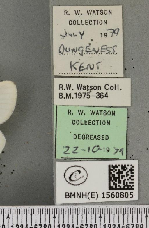 Euproctis chrysorrhoea (Linnaeus, 1758) - BMNHE_1560805_label_253461