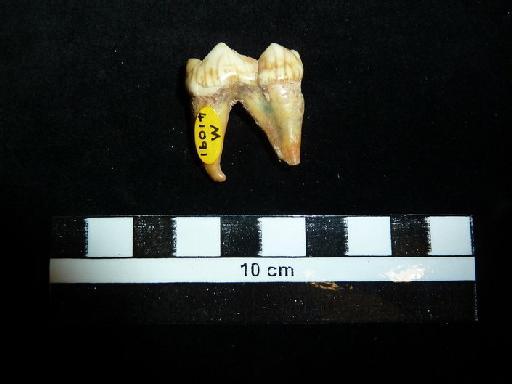 Ursus arctos Linnaeus, 1758 - M 41091 Ursus arctos lower m1 tooth. 1