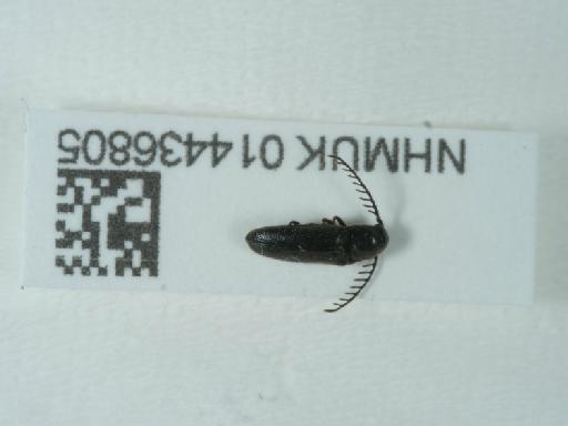 Microrhagus pygmaeus (Fabricius, 1792) - 014436805_1