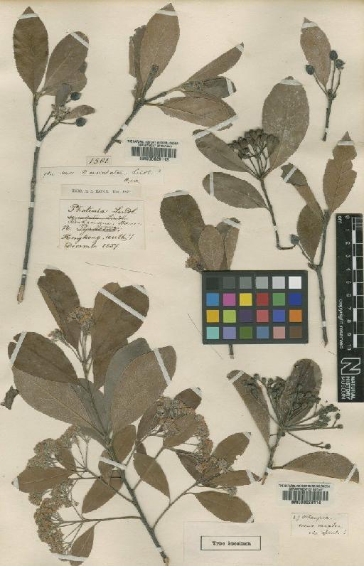 Photinia beauverdiana var. notabilis Rehd. & Wils. - BM000629113