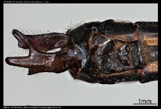 Idionyx stevensi Fraser, 1924 - BMNHE_1201800-Idionyx_stevensi-Lectotype-Anal_appendage-Ventral-2.0x