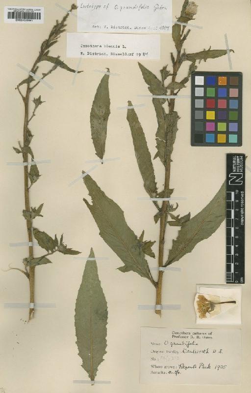 Oenothera grandifolia Gates - BM001025680