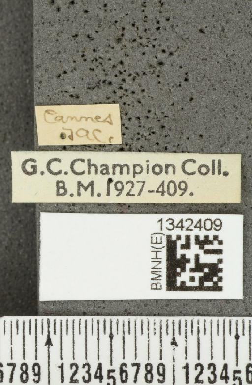 Crioceris (Crioceris) asparagi maculipes (Gebler, 1834) - BMNHE_1342409_label_12077