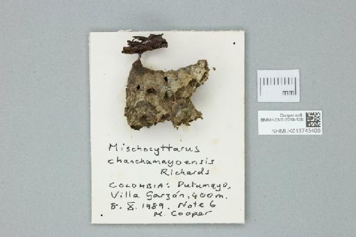 Mischocyttarus chanchamayoensis Richards, 1978 - 013745406_241298_1655825