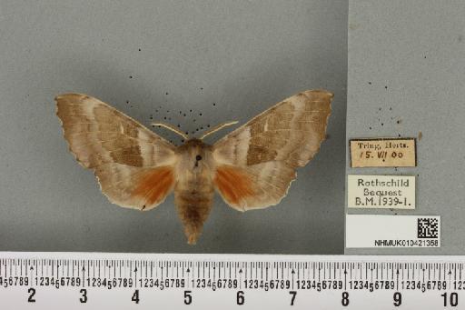 Laothoe populi populi (Linnaeus, 1758) - NHMUK_010421358_526365