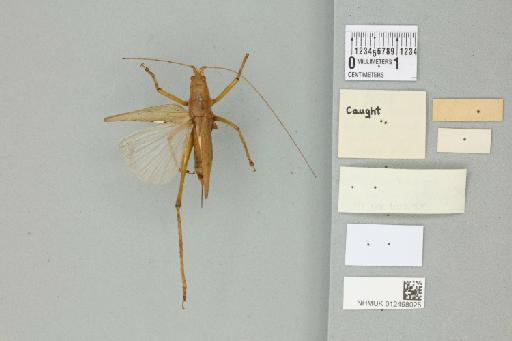 Paragraecia gracilis Ingrisch, 1998 - 012498025_reverse_1