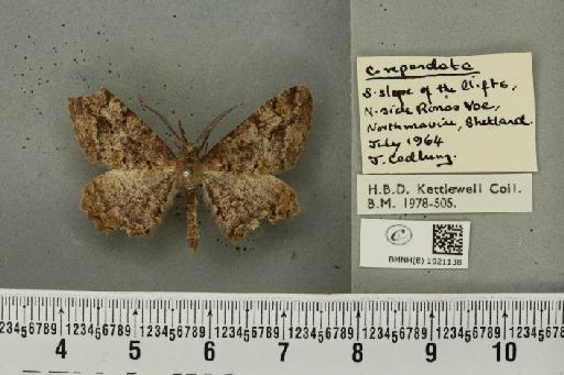 Alcis repandata repandata (Linnaeus, 1758) - BMNHE_1921138_476934