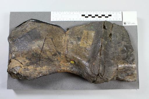 Plesiosaurus manselii Hulke, 1870 - 010029272_L010222101