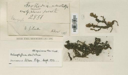 Pterygophyllum dentatum (Hook.f. & Wilson) Dixon - BM001109265