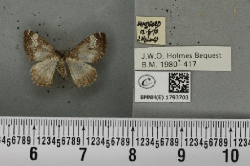 Perizoma alchemillata (Linnaeus, 1758) - BMNHE_1793703_370786