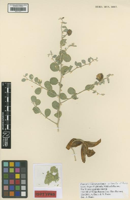 Capparis ramonensis Danin - BM001191220