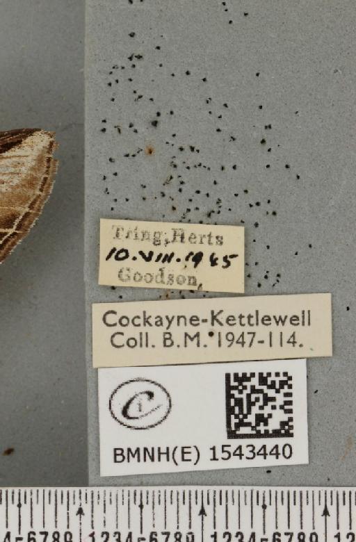 Pheosia tremula (Clerck, 1759) - BMNHE_1543440_label_245516