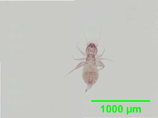 Liposcelis subfuscus Broadhead, 1947 - 010148469__2016_03_17_s4