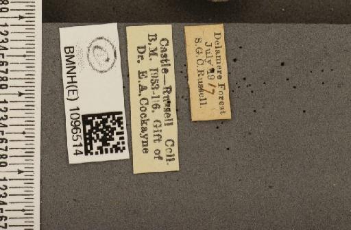 Coenonympha tullia davus ab. cockaynei Hopkins, 1955 - BMNHE_1096514_label_7408