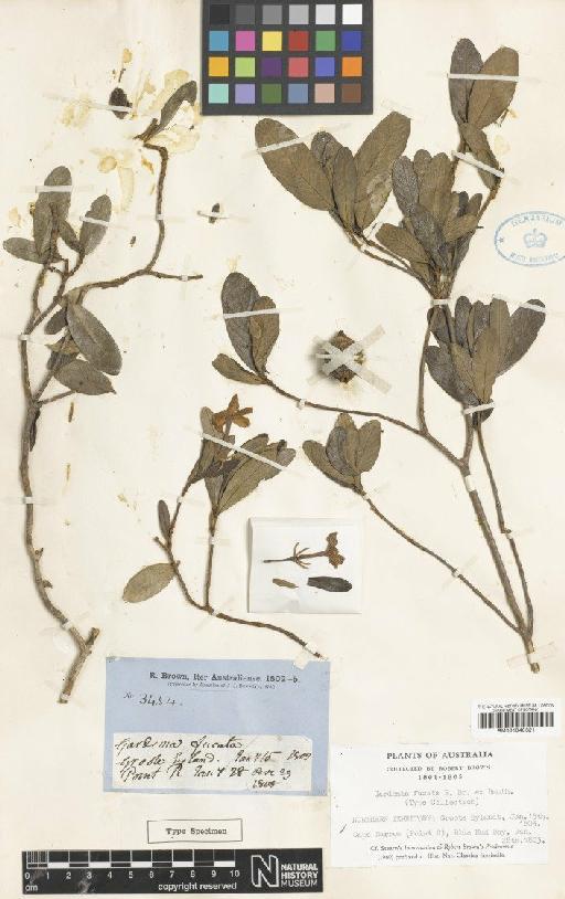 Gardenia fucata R.Br. ex Benth. - BM001040321