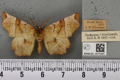 Selenia lunularia ab. nigrumbrata Lempke, 1951 - BMNHE_1877265_448366