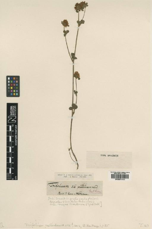 Trifolium pallidum Waldst. & Kit. - BM000751233