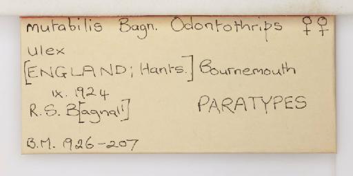 Odontothrips mutabilis Bagnall, 1924 - 014307070_additional