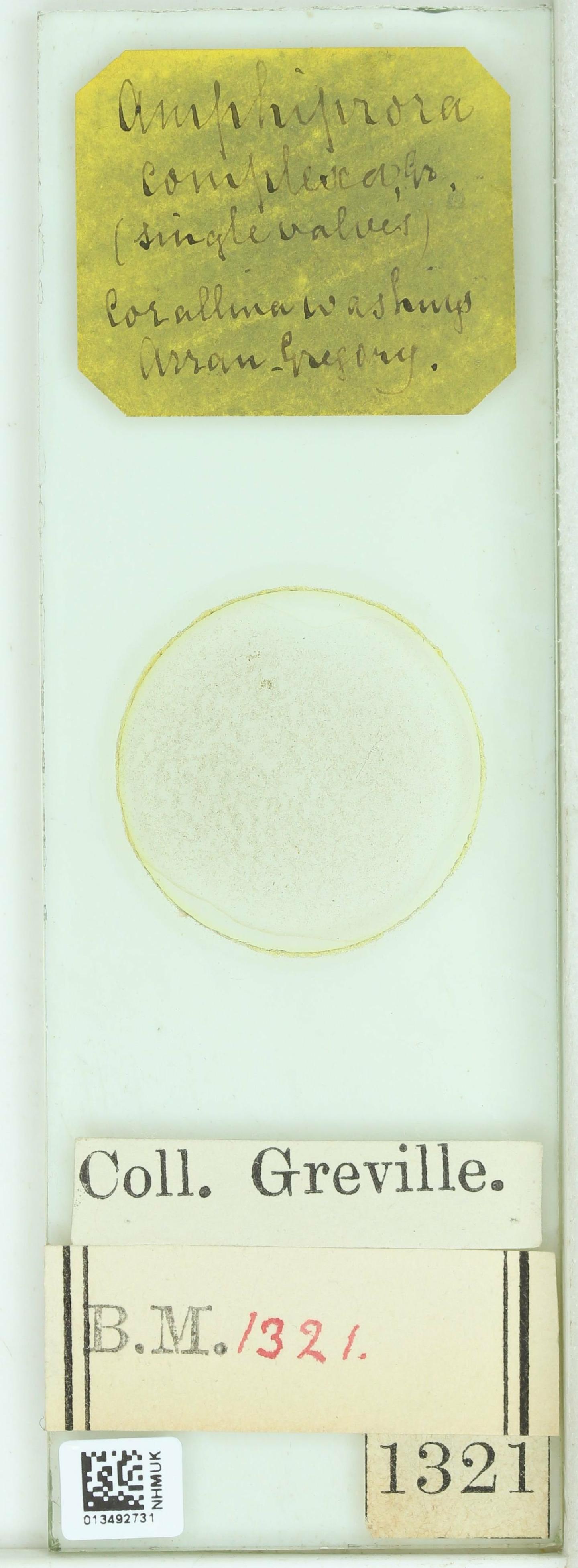 To NHMUK collection (Amphiprora complexa W.Greg.; NHMUK:ecatalogue:4732833)