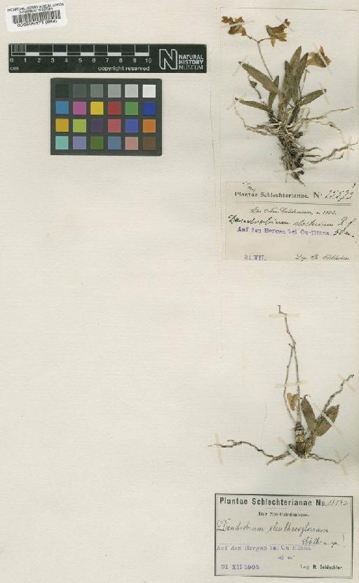 Dendrobium jocosum Rchb.f. - BM000505871