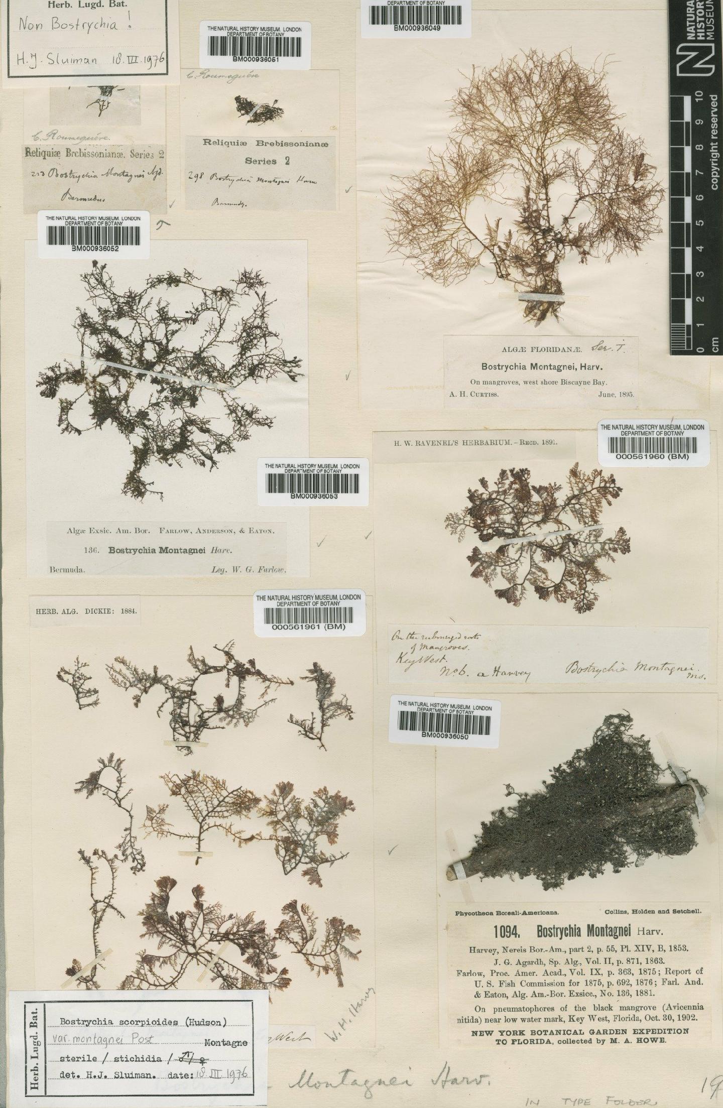 To NHMUK collection (Bostrychia montagnei Harvey; Type; NHMUK:ecatalogue:432529)
