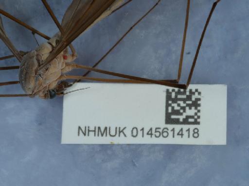 Tipula fulvipennis Walker, 1848 - 014561418_3