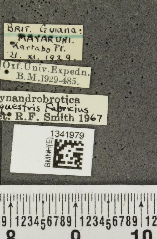 Gynandrobrotica equestris (Fabricius, 1787) - BMNHE_1341979_label_23175