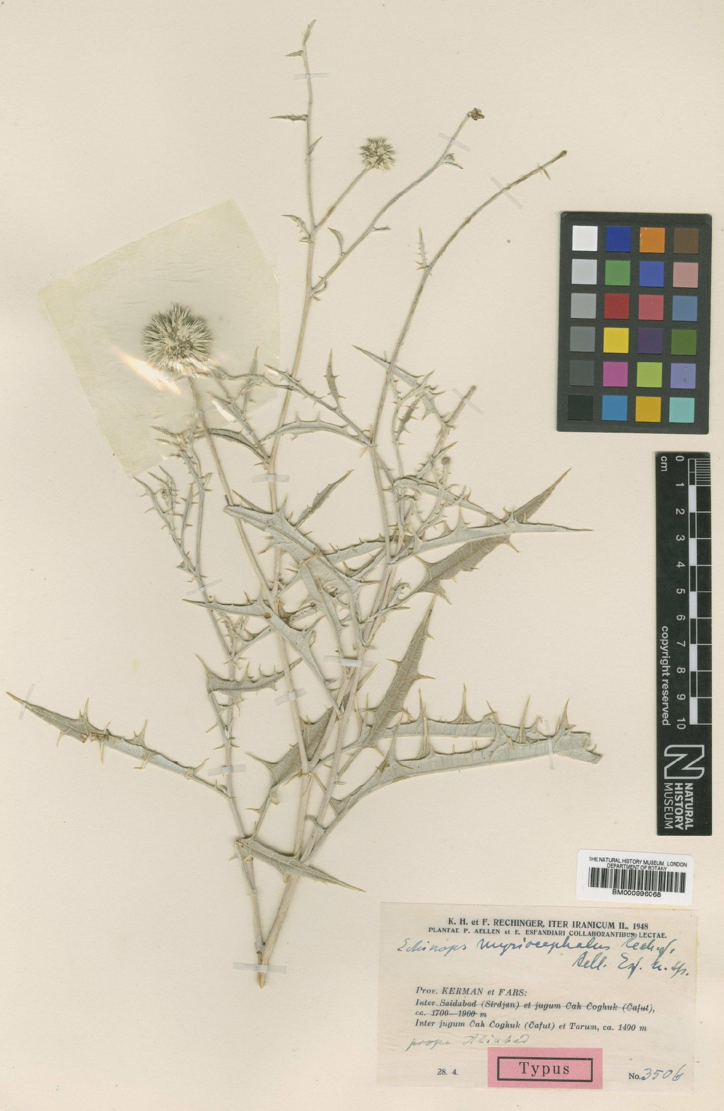 To NHMUK collection (Echinops myriocephalus Rech.f., Aellen & Esfand.; Type; NHMUK:ecatalogue:475489)