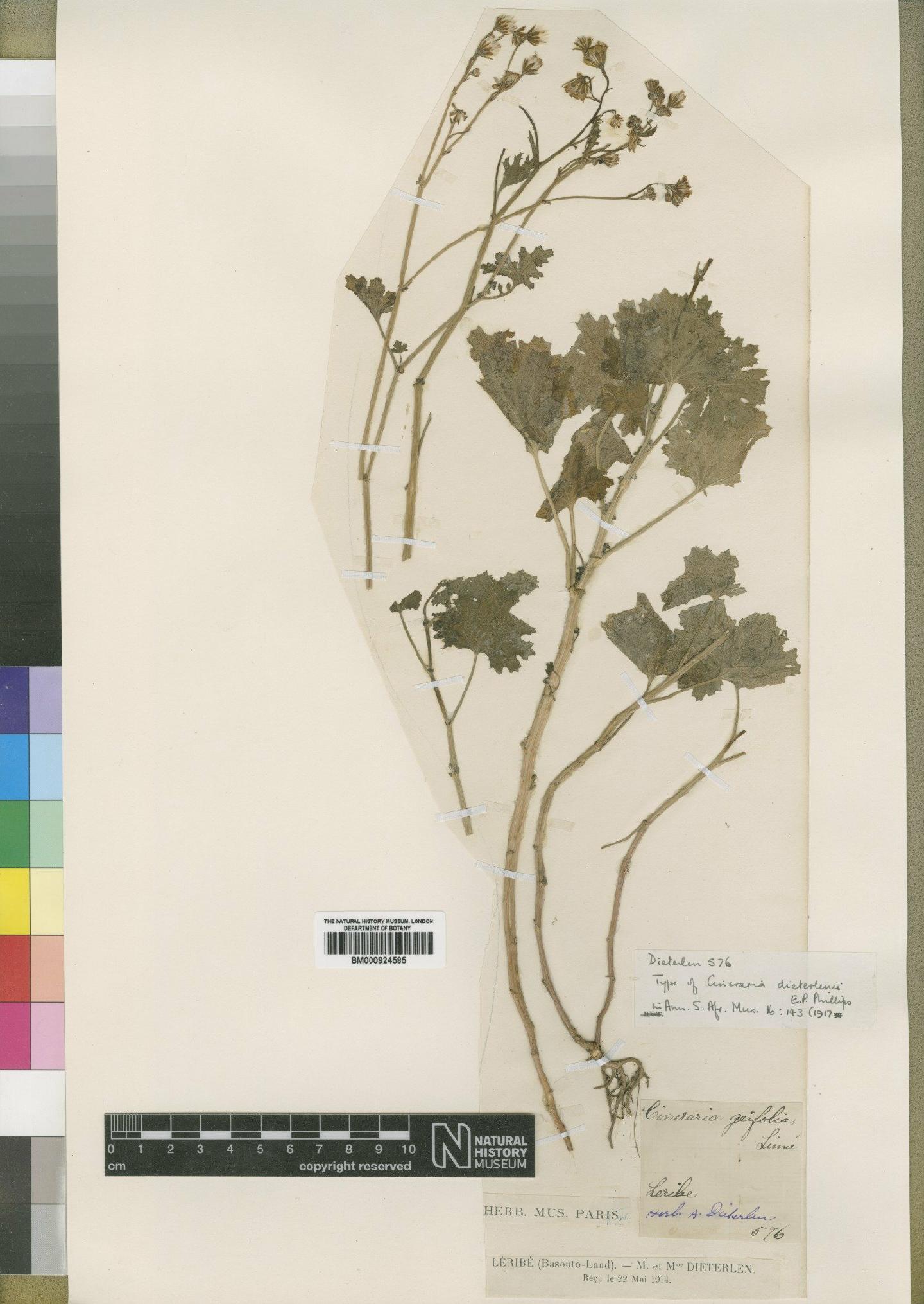 To NHMUK collection (Cineraria dieterlenii Phillips; Type; NHMUK:ecatalogue:4529597)