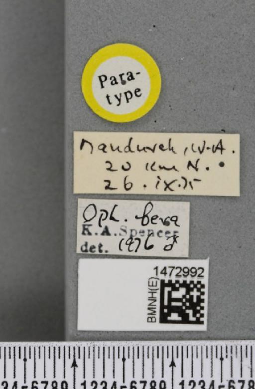 Ophiomyia fera Spencer, 1977 - BMNHE_1472992_label_47378