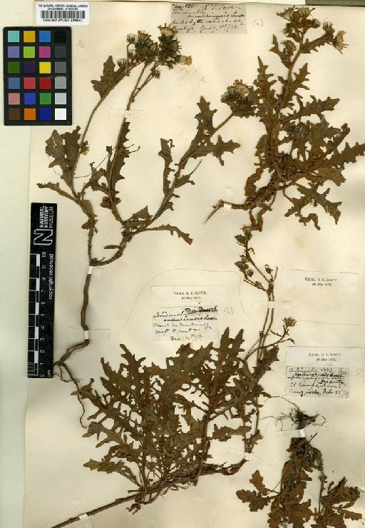 Andryala canariensis Lowe - BM000072533