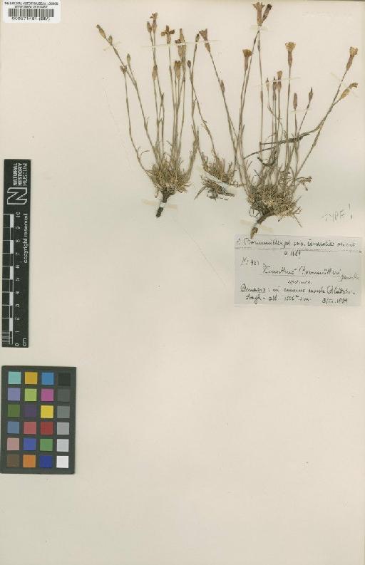 Dianthus micranthus Heldr - BM000571481