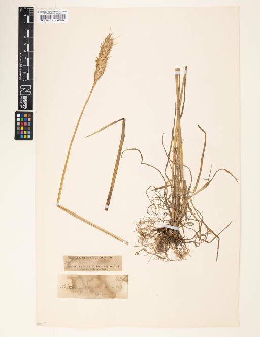 Triticum aestivum L. - 000086214