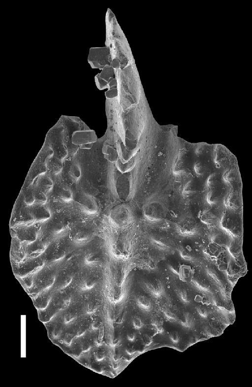 Ancyrodella recta Kralick, 1994 - Ancyrodella_cgmh_0430