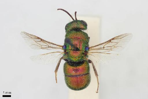 Chrysis gujaratica Nurse, 1903 - Chrysis_gujaratica-BMNH(E)#970899_type-dorsal-0_8X