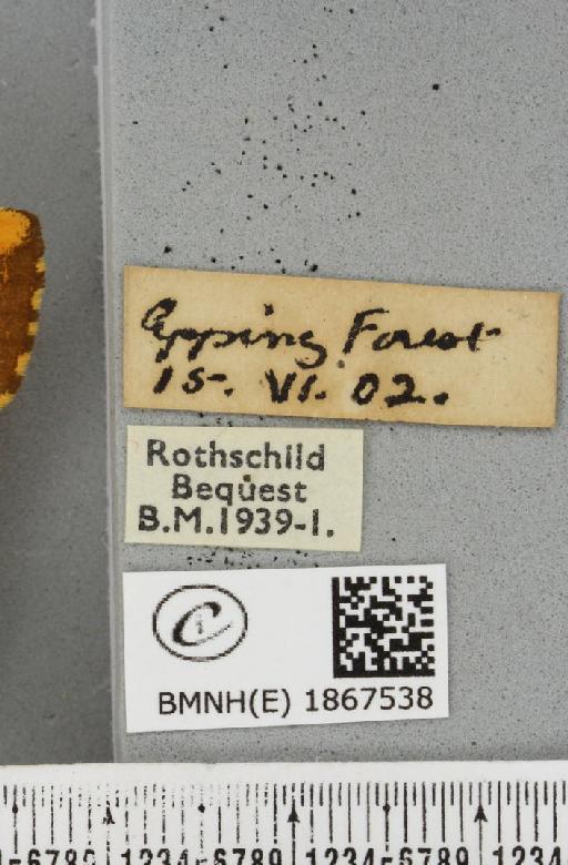 Angerona prunaria ab. juncta Williams, 1947 - BMNHE_1867538_label_439712