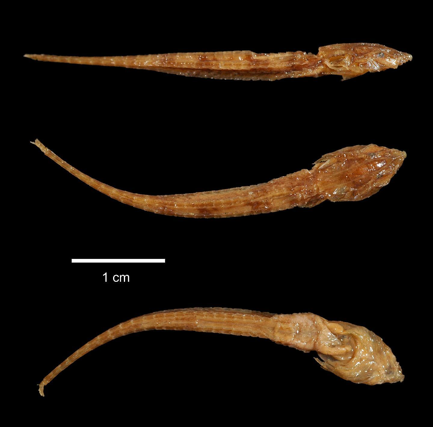 Trachyglanis minutus thumbnail